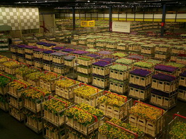 Склад аукциона по продаже цветов в Аалсмере (Нидерланды)